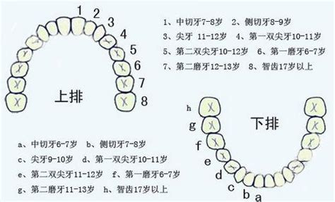 牙齒總數|我們有幾顆牙？